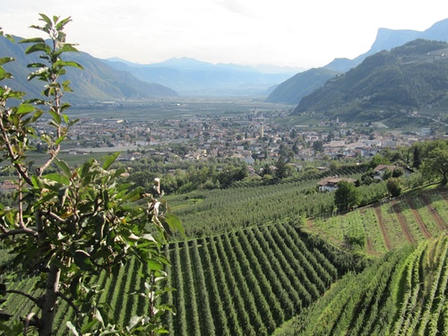 Blick auf die Weingärten von Lana