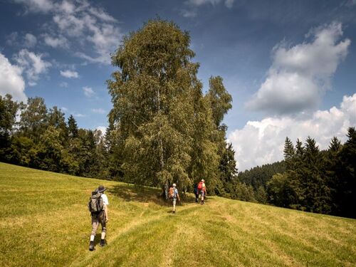 Impression vom Wilheringer Pilgerweg