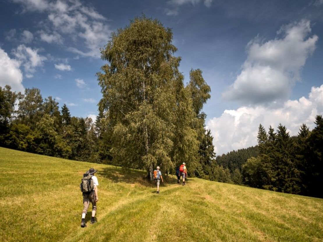 Impression vom Wilheringer Pilgerweg