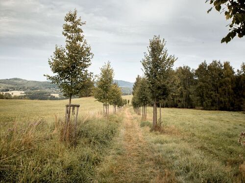 Impression vom Wilheringer Pilgerweg